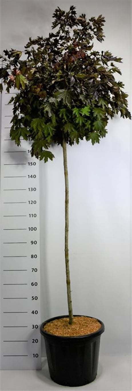 Acer plat. 'Crimson Sentry' - 140 CM Stem C30